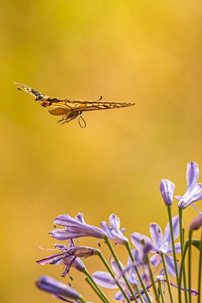 白天，棕色和黑色的蜻蜓栖息在紫色的花朵上进行特写摄影